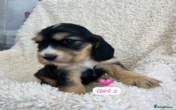 Cocker Spaniel dogs for sale: 🐾 Adorable Cocker Spaniel Puppies for Sale! 🐾  - Image 5