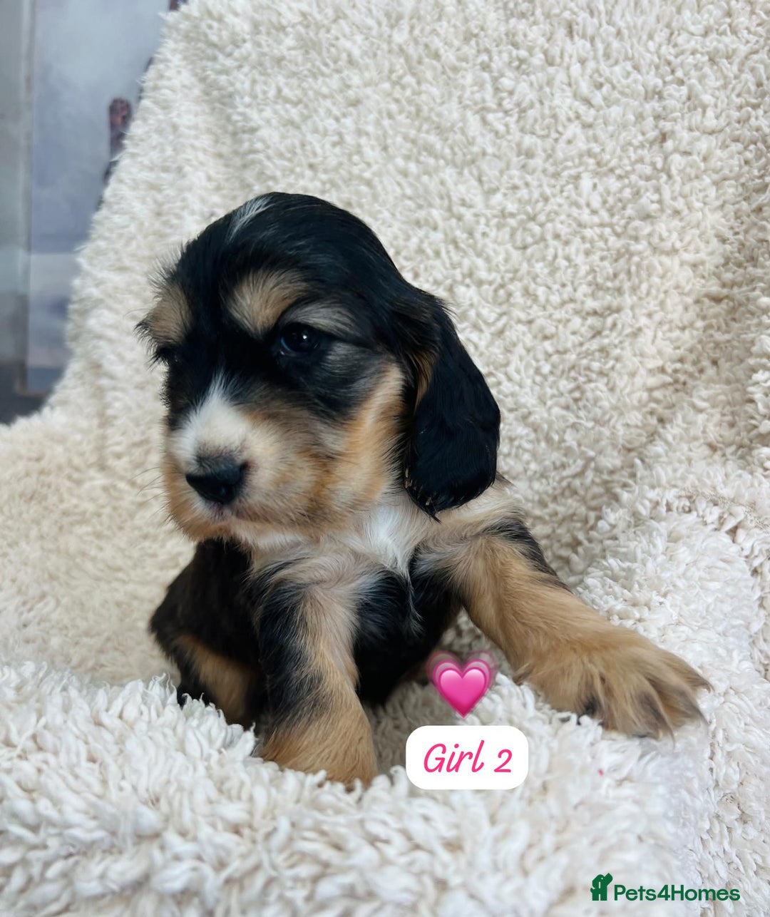 Cocker Spaniel dogs for sale: 🐾 Adorable Cocker Spaniel Puppies for Sale! 🐾  - Image 5