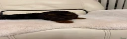 Cockapoo dogs for sale: Cockapoo puppys  - Advert 9