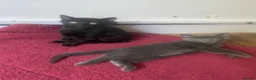 Mixed Breed cats for sale: Gorgeous Silver and Black Tabbies Ready Now.  - Advert 8
