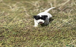 Jack Russell dogs for sale: Jack Russell Dog Puppies - Image 8