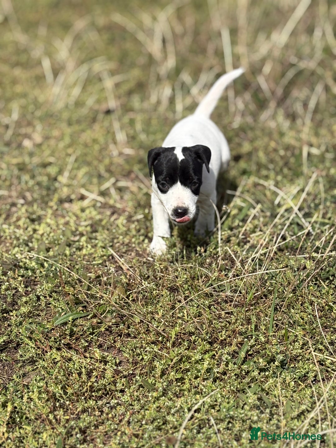 Jack Russell dogs for sale: Jack Russell Dog Puppies - Image 8
