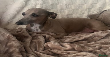 Italian Greyhound dogs - Advert 15