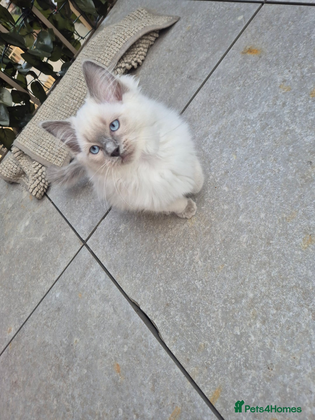 Ragdoll cats for sale: Last Two Blue-Eyed Ragdoll Kittens 💕 - Advert 3