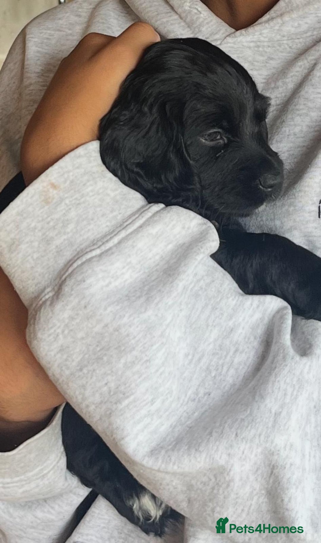 Cocker Spaniel dogs for sale: Gorgeous KC Working Cocker Spaniel Puppy Available - Image 38