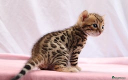 Bengal cats for sale: 🔥Absolute stunning Bengals for reservation🔥 - Image 6