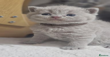 British Shorthair cats - Advert 5