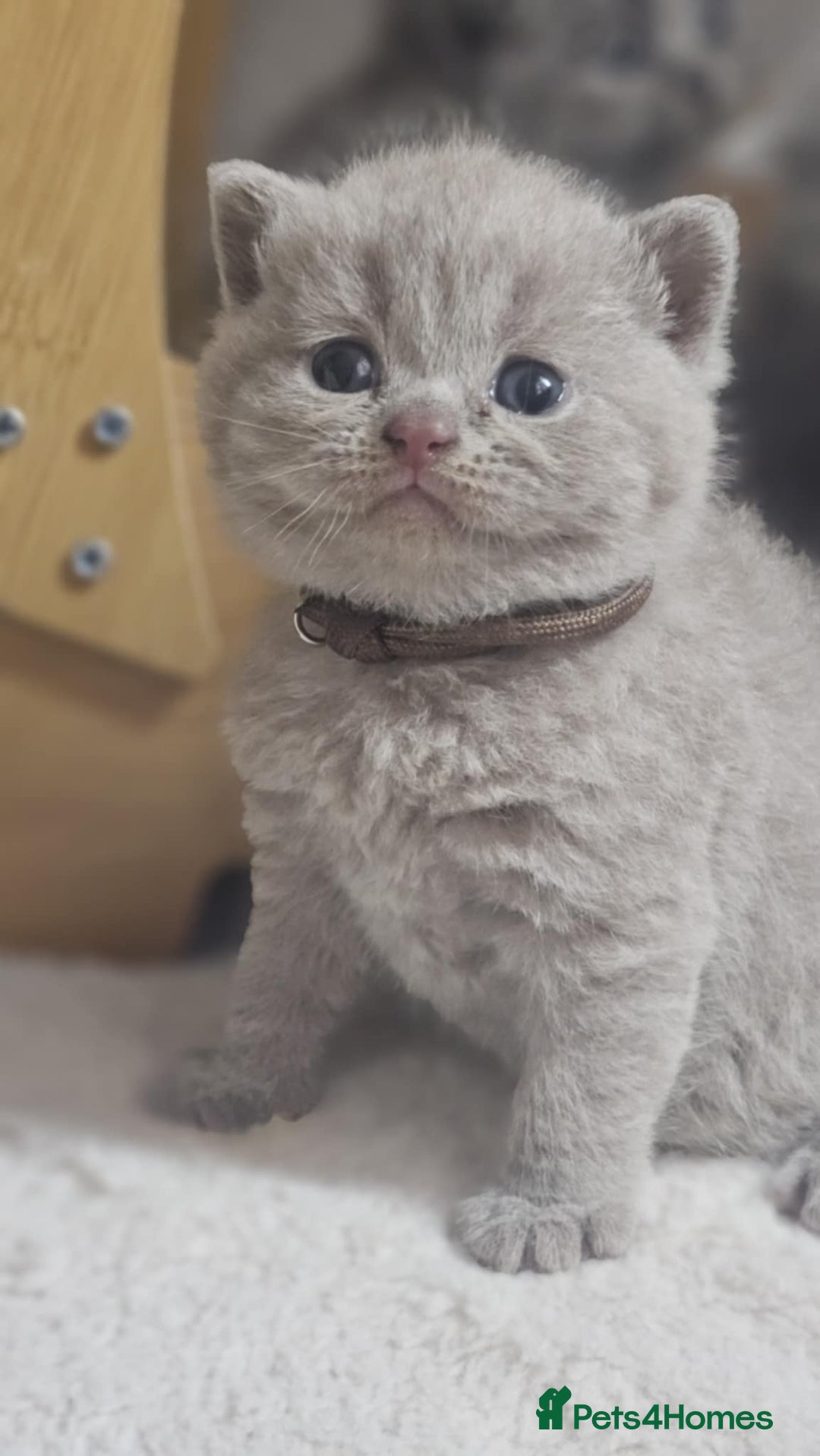 British Shorthair cats for sale: LAST GCCF British Shorthair Kittens Champion - Image 25
