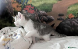British Shorthair cats for sale: British Short Hair x Domestic Short Hair - Image 13
