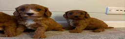 Cavapoo dogs for sale: Beautiful Red F1 Cavapoo puppies - Advert 9