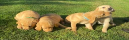 Labrador Retriever dogs for sale: KC Registered Labrador Retriever puppies  - Advert 22