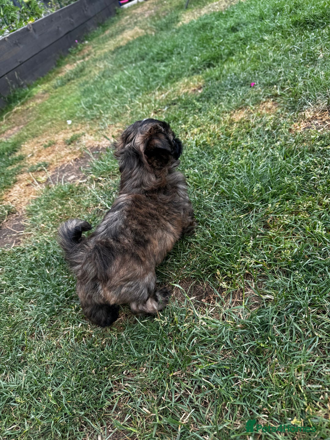 Shih Tzu dogs for sale: Shih tzu puppies looking for a forever home. - Image 2