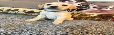 Labrador Retriever Puppy 7