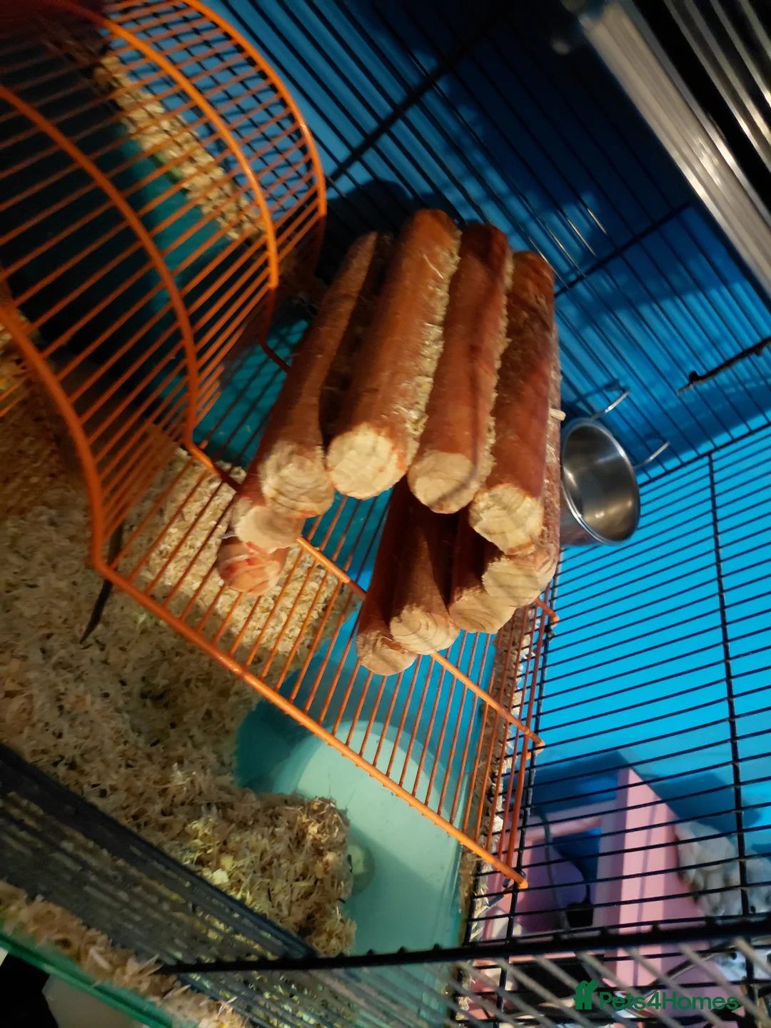Gerbil rodents for sale: Cute female gerbils for sale read description  in Burnley - Advert 9