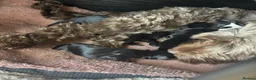 Mixed Breed dogs for sale: Cockapoo x shih Tzu Puppies  - Advert 11