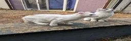 American Curl cats for sale: Beautiful, playful Rare American Curl Kittens - Advert 14