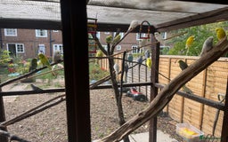 Budgerigars birds for sale: Avairy clearance  - Image 4