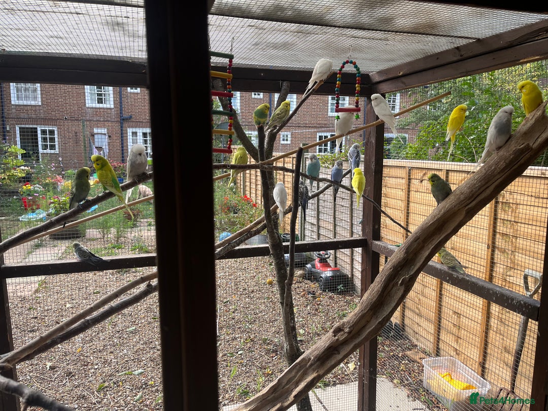 Budgerigars birds for sale: Avairy clearance  - Image 4