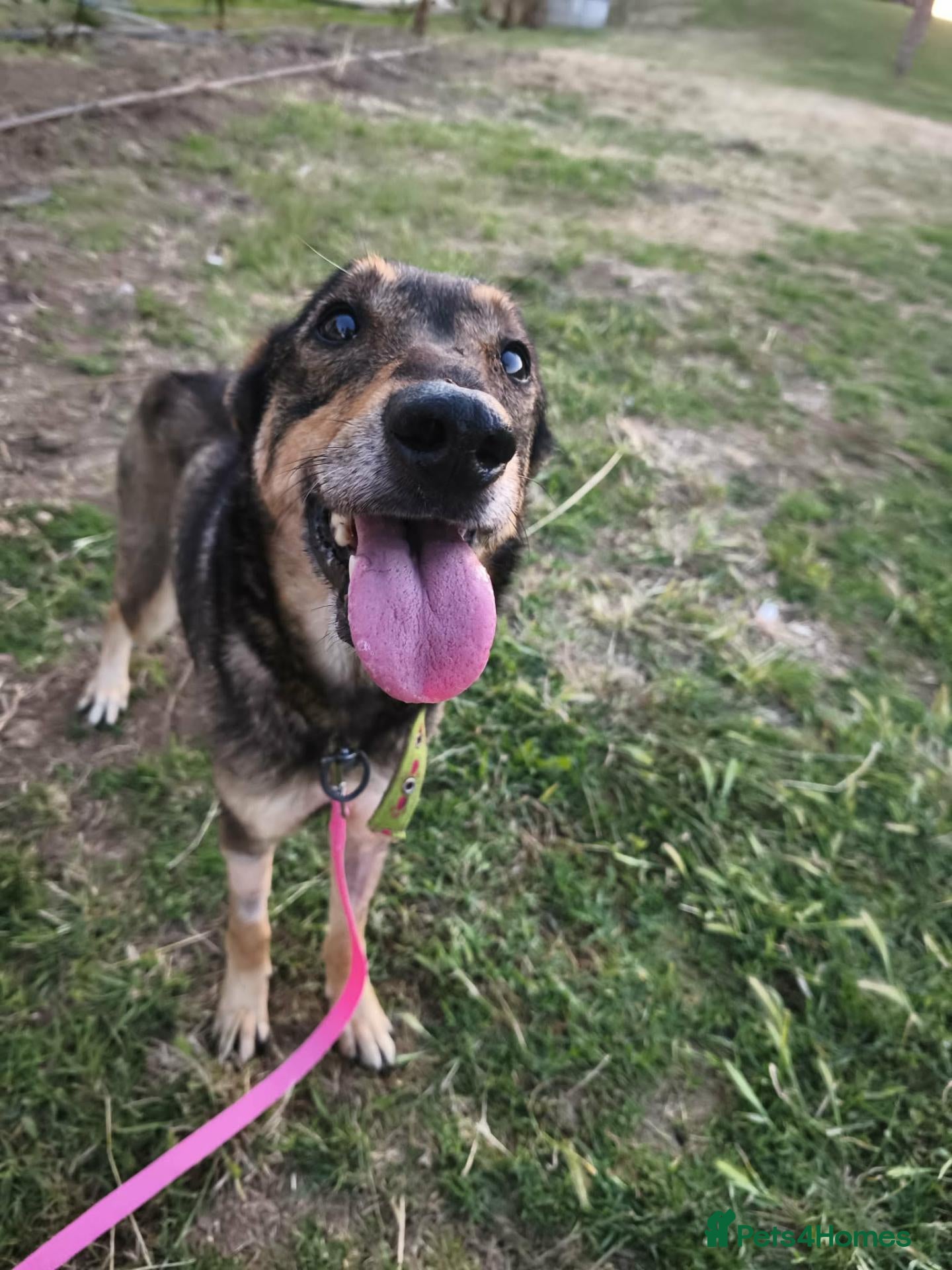 Mixed Breed dogs LUNA! - Advert 1