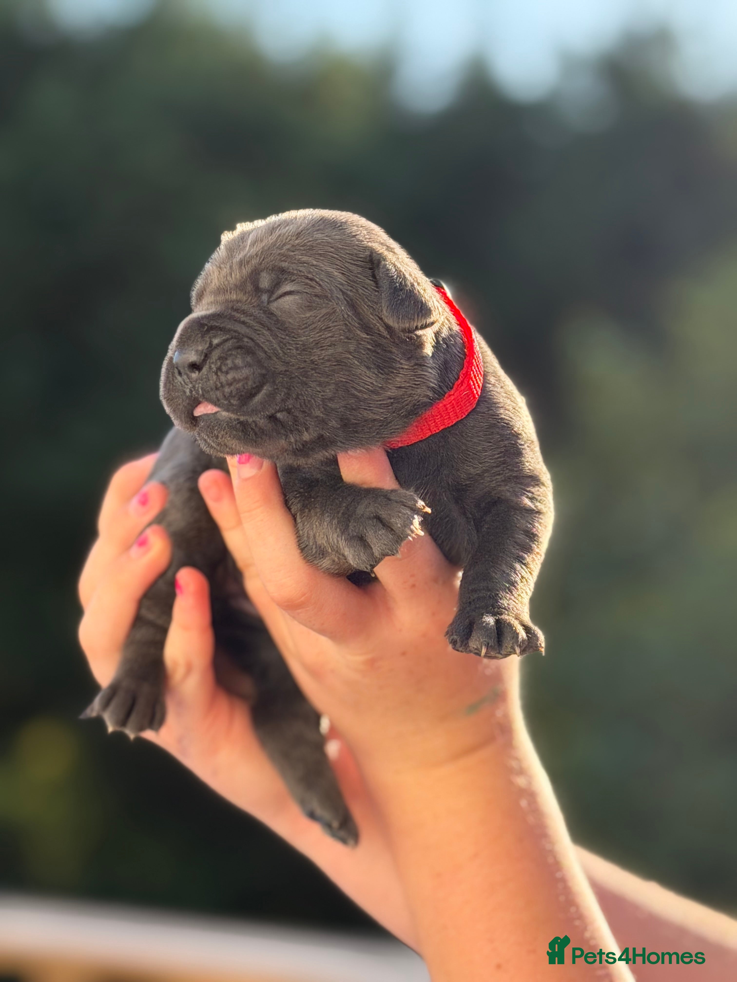 Cane Corso dogs 🐾 Balestra Magica Corso – Litter “K” 🐾 - Advert 2