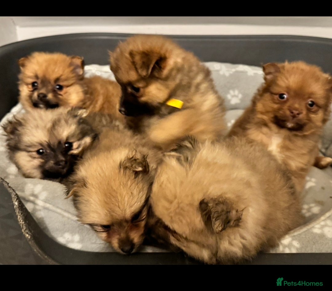 Pomeranian dogs for sale: 6 Adorable Mini/Tiny/ Fluffy Pomeranian Puppies  - Advert 5