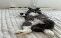 Mixed Breed cats for sale: 2 boys ready for new home - Image 3