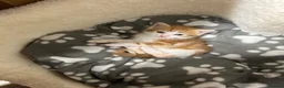 Mixed Breed cats for sale: Ginger and white kittens for sale - Advert 4
