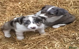 Sprollie dogs for sale: Sprollie pups - Image 8