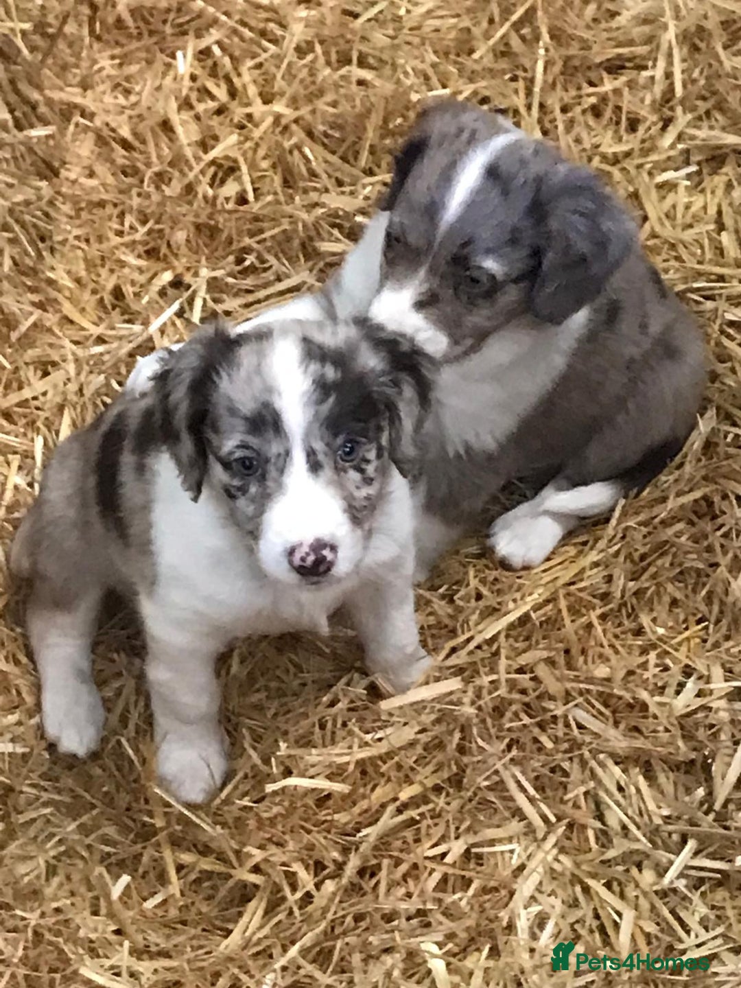 Sprollie dogs for sale: Sprollie pups - Image 8