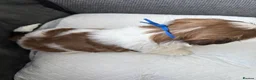 Shih Tzu dogs for sale: Shih Tzu  in Glasgow - Advert 15