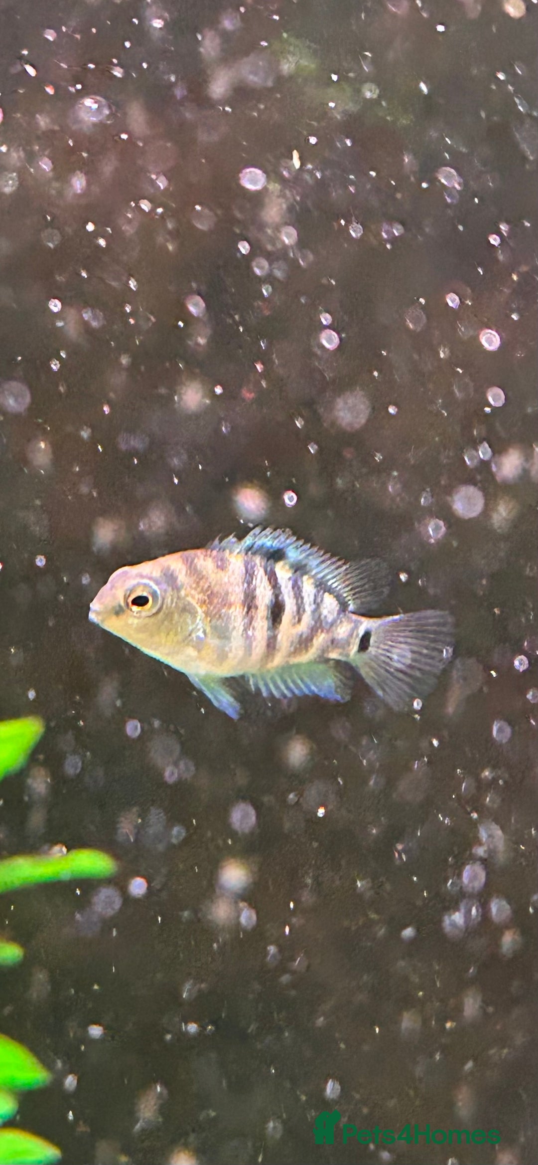 Cichlids fish for sale: Rare hybrid cichlids for sale - Image 2