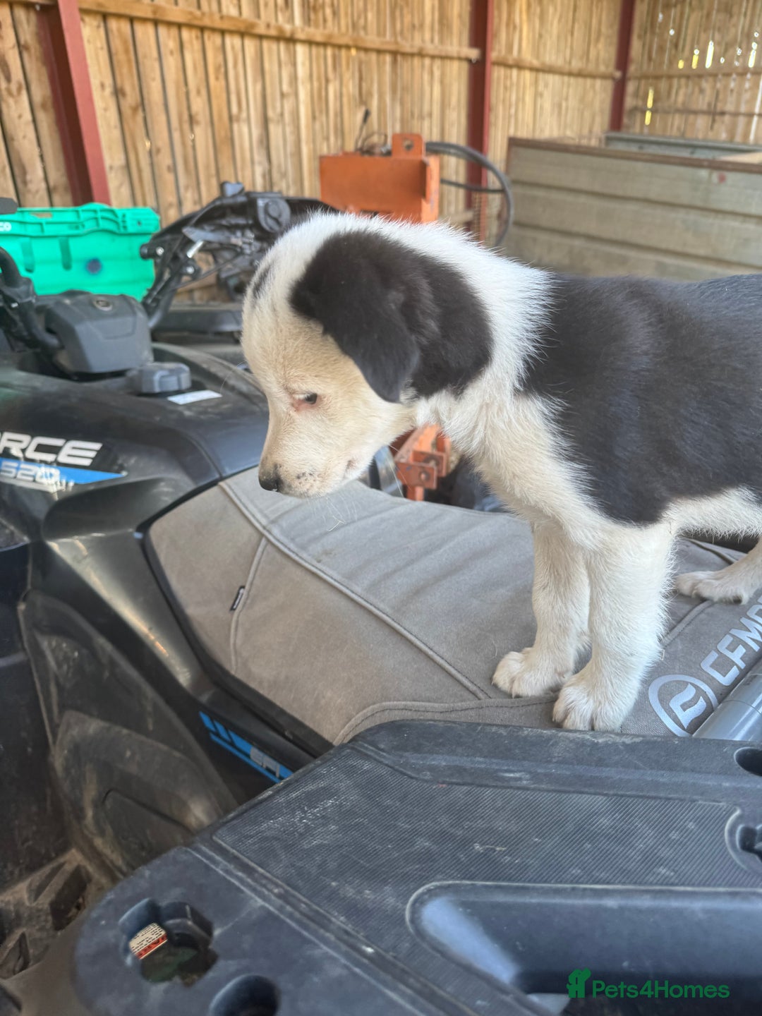 Border Collie dogs for sale: 3 males left .. female now sold! - Image 31