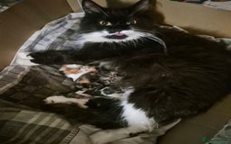 Mixed Breed cats for sale: British blue x Maine Coon x domestic long hair - Image 7
