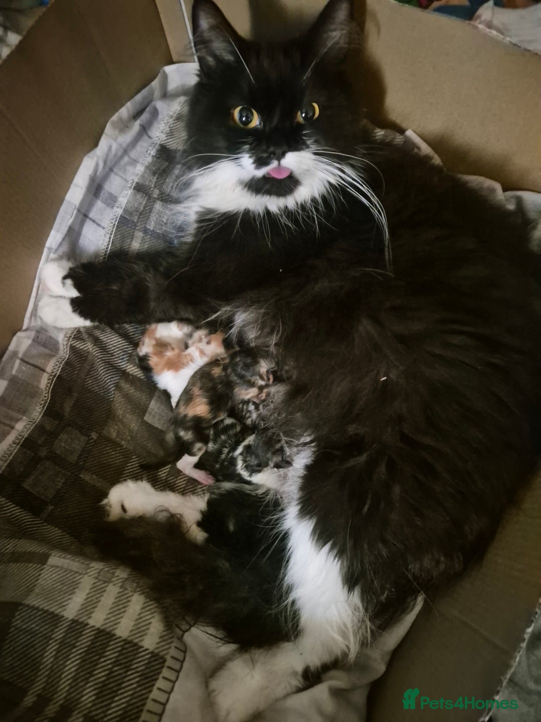 Mixed Breed cats for sale: British blue x Maine Coon x domestic long hair - Image 7