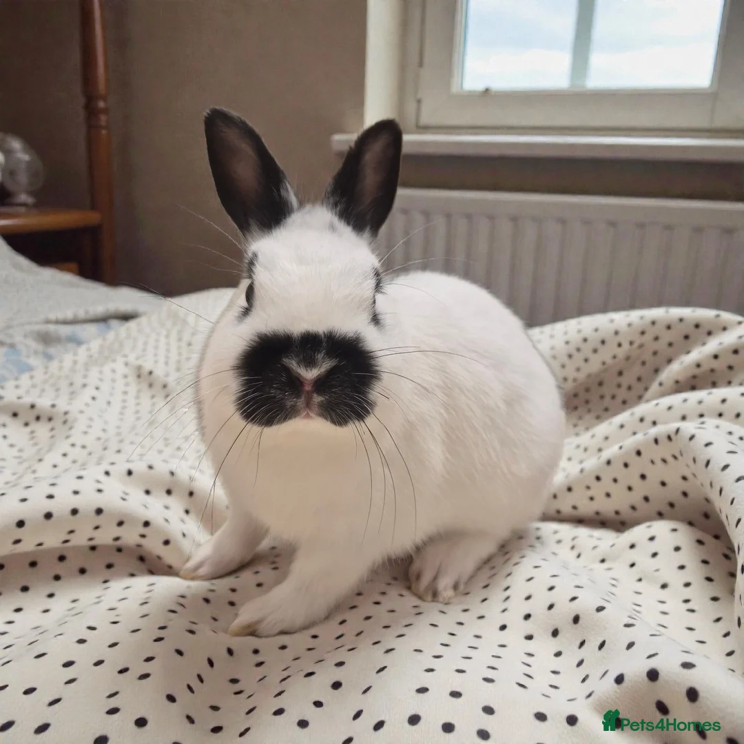 Mixed Breed rabbits for sale: 🧡dwarf papillon bunnies 🧡 - Advert 1