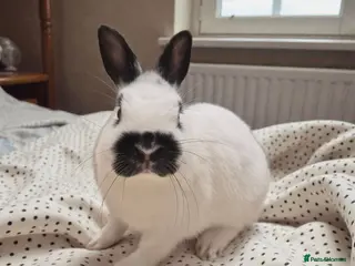 Mixed Breed rabbits 🧡dwarf papillon bunnies 🧡 - Advert 1