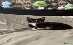 Domestic Shorthair cats for sale: Male kitten (nickname whippet) - Image 5