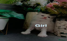 Ragdoll cats for sale: Pure Ragdoll kitten - Image 2