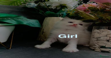 Ragdoll cats - Advert 15