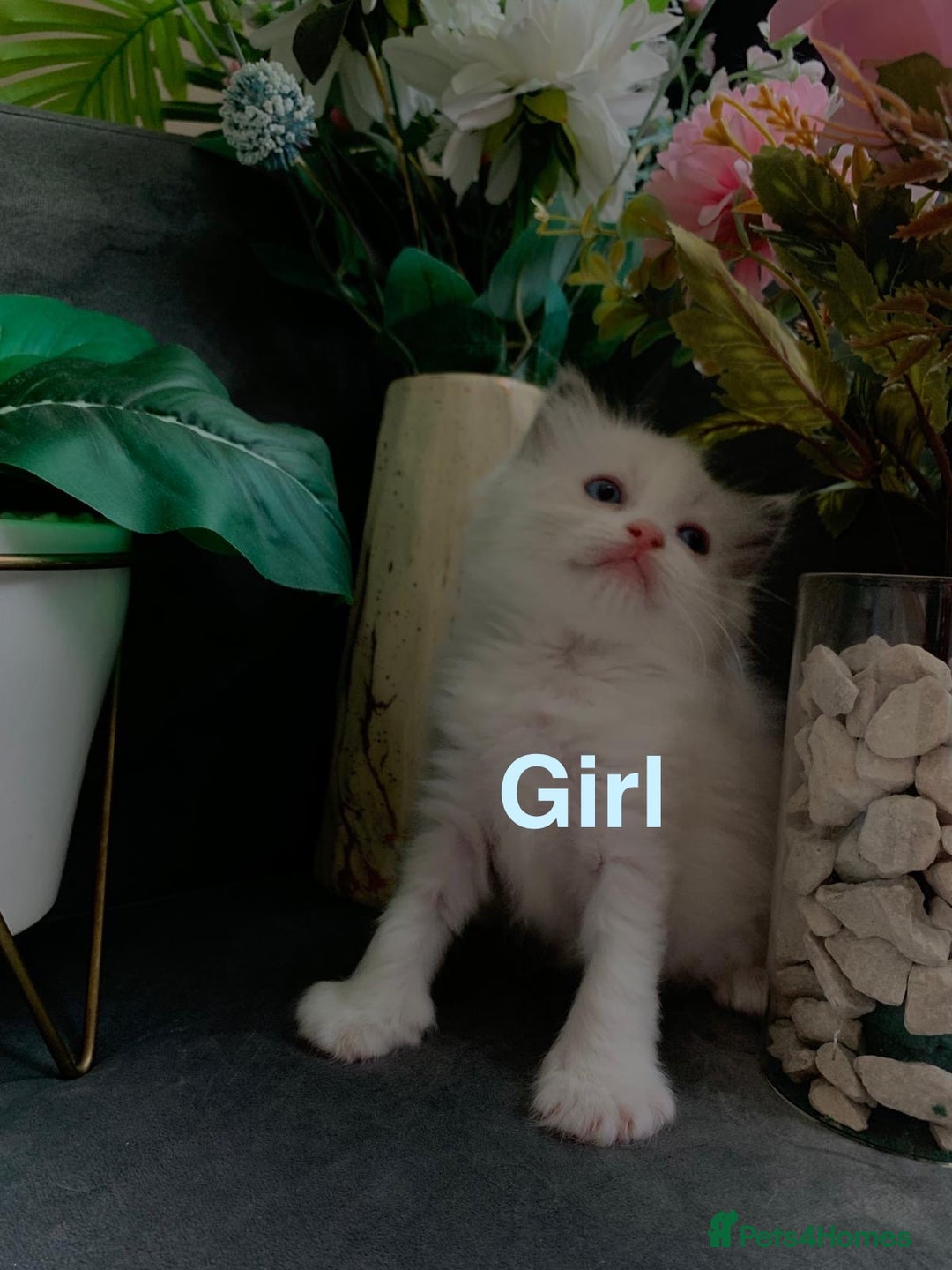 Ragdoll cats for sale: Pure Ragdoll kitten - Image 2