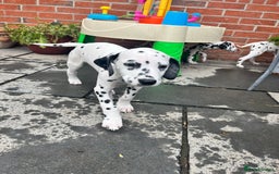 Dalmatian dogs for sale: *Ready for loving homes now* Dalmatian puppies - Image 7