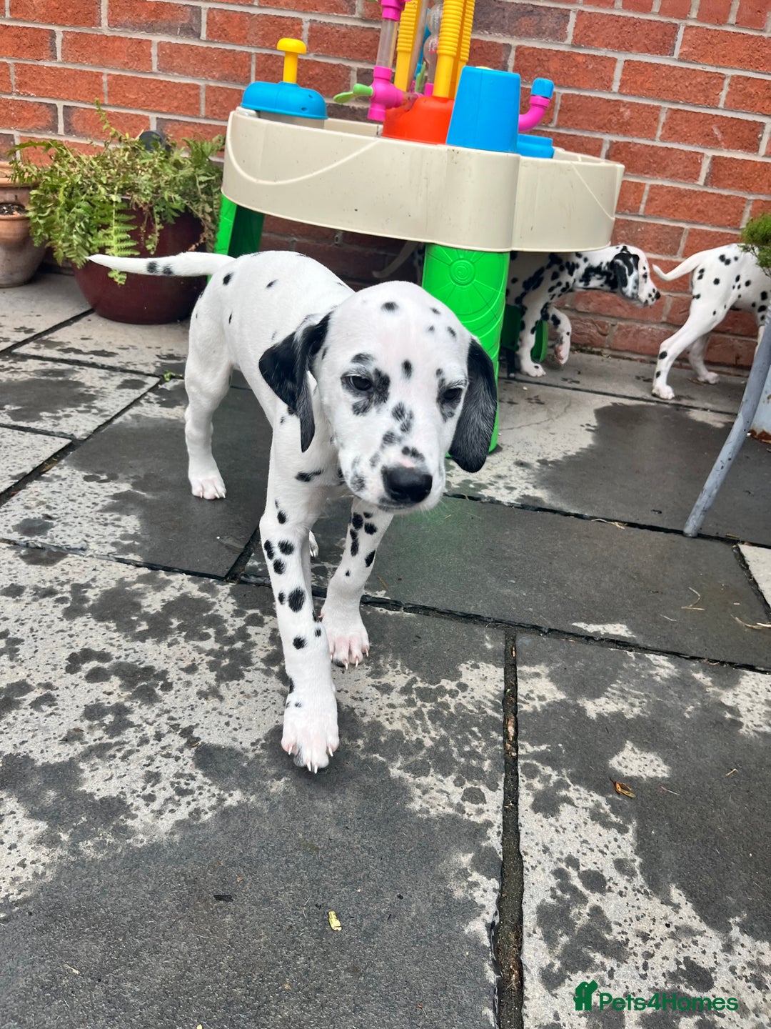 Dalmatian dogs for sale: *Ready for loving homes now* Dalmatian puppies - Image 7