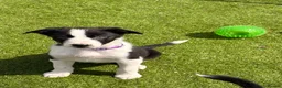 Border Collie dogs for sale: Border collie puppies  - Advert 12