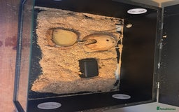 Snake reptiles for sale: Western hognose superconda with viv - Image 4