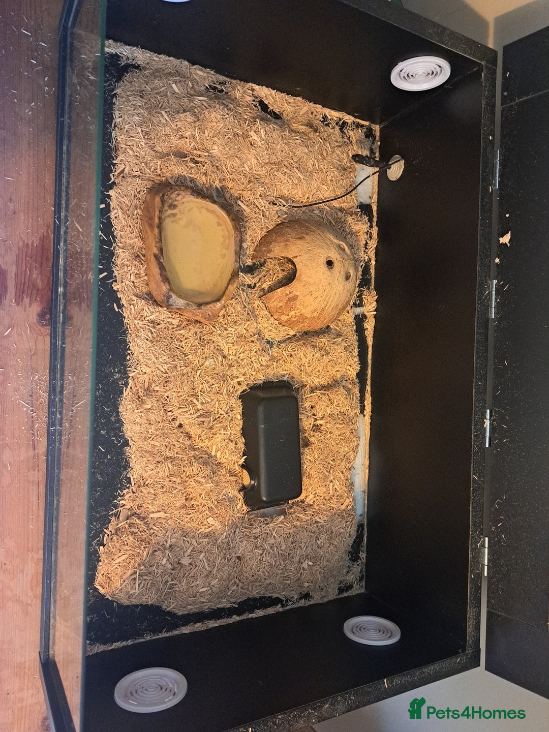 Snake reptiles for sale: Western hognose superconda with viv - Image 4
