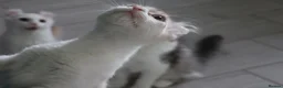 American Curl cats for sale: Beautiful, playful Rare American Curl Kittens - Advert 29