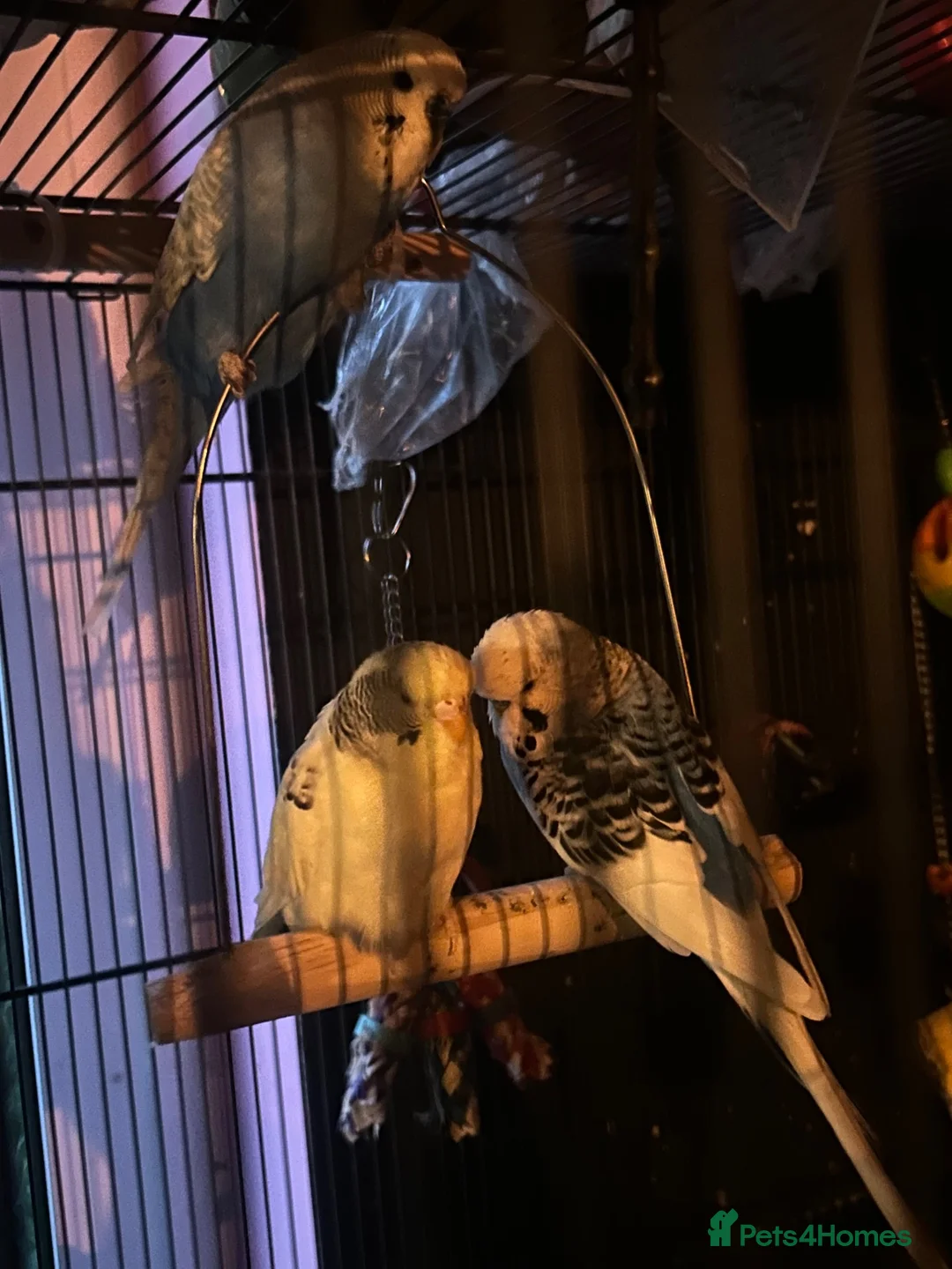 Mixed Breed birds for sale: URGENT Bird Rehoming - Advert 6