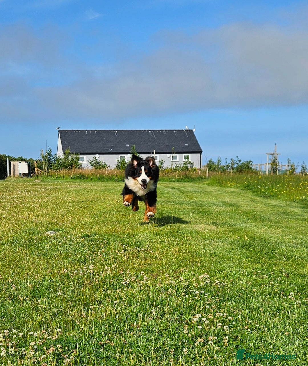 Bernese Mountain Dog dogs for stud: Proven health tested BMD handsome boy for stud. in Northampton - Image 8