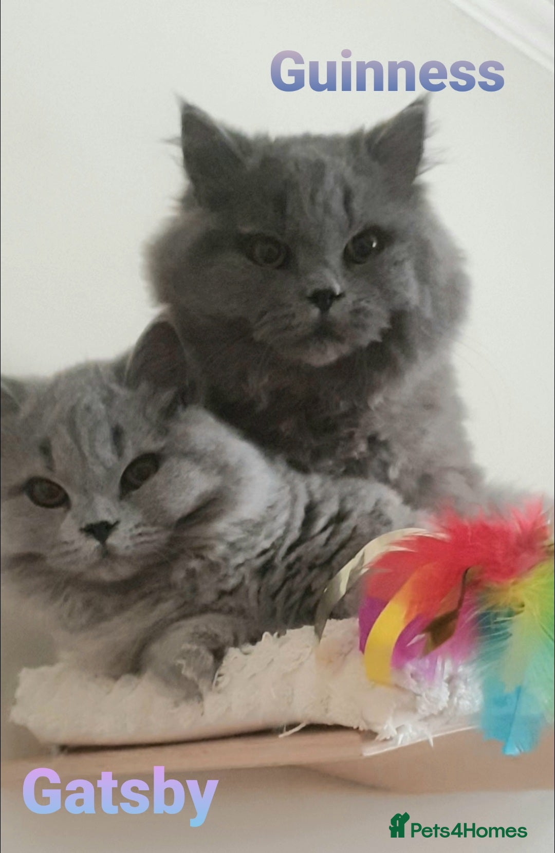 British Shorthair cats for sale: Impressive Pedigree BSH Kittens  - Image 11