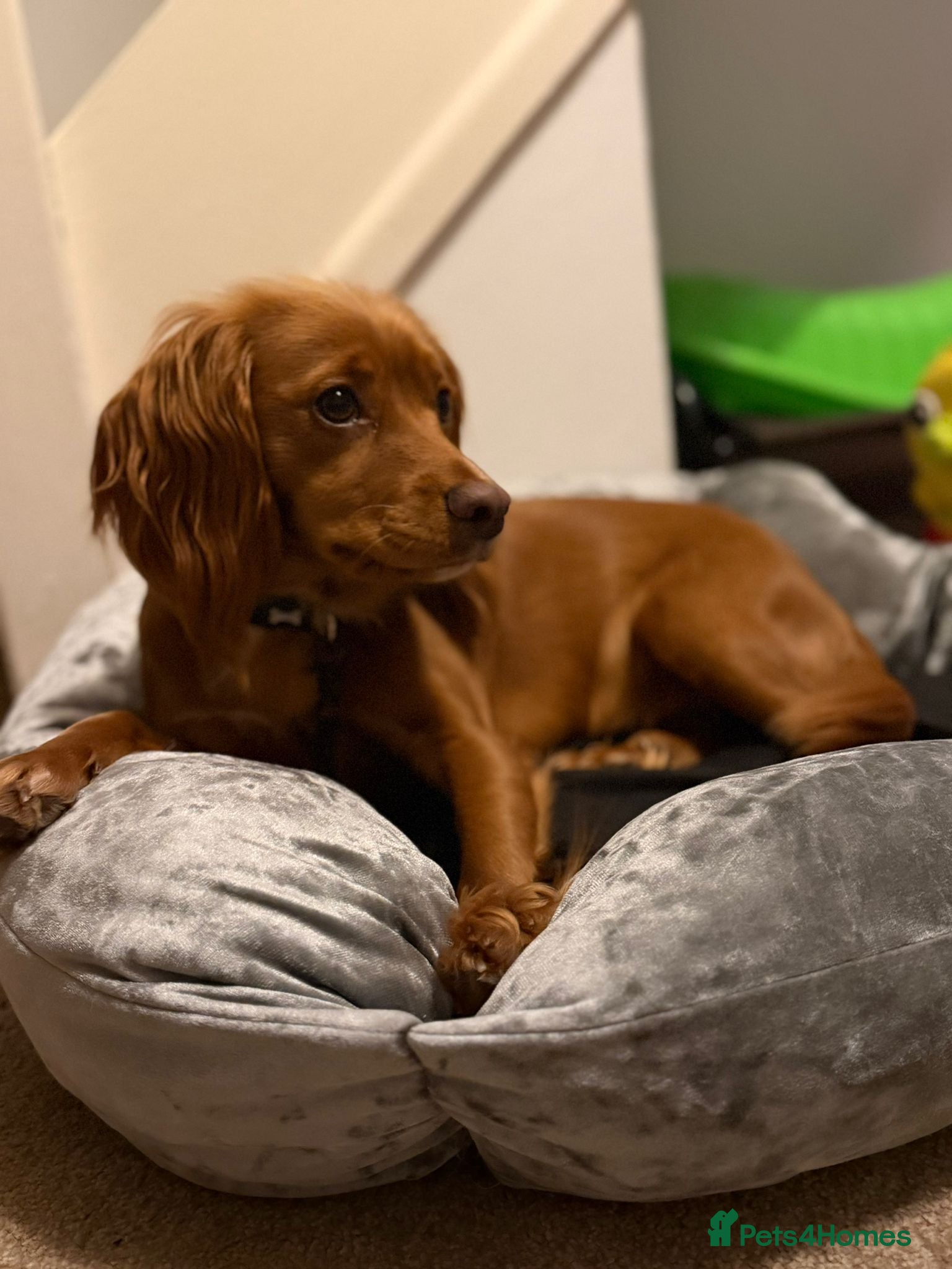 Cocker Spaniel dogs Red cocker spaniel  - Advert 2